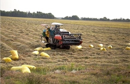 Ngành nông nghiệp duy trì tăng trưởng dù chịu ảnh hưởng của mưa bão
