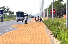 Phơi thóc, rơm rạ chiếm lòng đường gây tai nạn có thể bị xử lý hình sự
