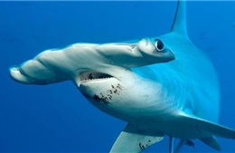Phát hiện loài cá mập thích ăn chay đầu tiên trên thế giới