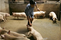Dịch tả lợn châu Phi bùng phát tại Tây Nam Trung Quốc