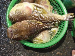 Vụ ngộ độc cá nóc tại Quảng Ngãi: Một người tử vong