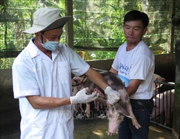 Lo ngại dịch tả lợn châu Phi, Quảng Ninh công bố điện thoại đường dây nóng 