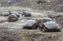 123 con rùa non trên quần đảo Galapagos bị đánh cắp