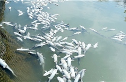 Cá nuôi lồng bè tại huyện đảo Kiên Hải chết rải rác, kéo dài