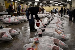Chợ cá Tsukiji nổi tiếng đóng cửa sau 83 năm kinh doanh