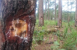 Lâm Đồng: Hai thanh niên ra tay đầu độc rừng thông 3 lá bằng hoá chất