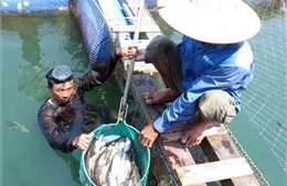 Cá bớp chết hàng loạt ở Bình Sơn do di chuyển lồng bè tránh trú mưa bão