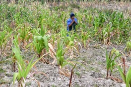 FAO nhấn mạnh lợi ích bảo hiểm rủi ro thiên tai cho các hộ nông dân ​