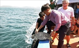 Kiên Giang thả 12 con rùa biển về môi trường tự nhiên