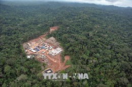 Cây cọ dầu đang &#39;ăn trụi&#39; rừng Amazon