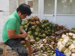 Để ngành dừa phát triển bền vững - Bài 1: Người trồng dừa lao đao