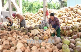 Giá dừa khô nguyên liệu xuống thấp kỷ lục, 1.500 trái dừa chỉ bán được 3 triệu đồng