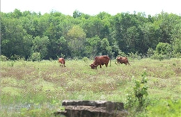 &#39;Long đong&#39; dự án Safari và khu nhà ở Đại học Quốc gia