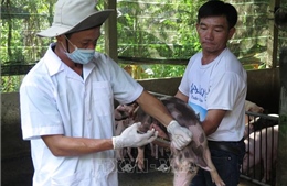 An Giang ngăn chặn nguy cơ xâm nhiễm bệnh dịch tả lợn châu Phi