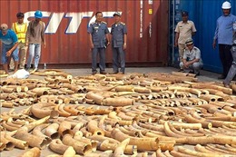 Campuchia thu giữ hơn 3,2 tấn ngà voi