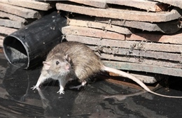 5 người thiệt mạng vì dịch bệnh nguy hiểm lây từ chuột bùng phát
