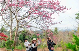 Hoa Anh Đào - Pá Khoang 2019 thu hút hàng nghìn du khách