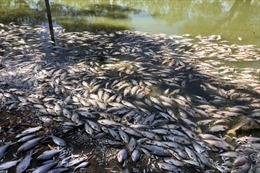 Nắng nóng khiến cá chết trải dài 40 km ở Australia