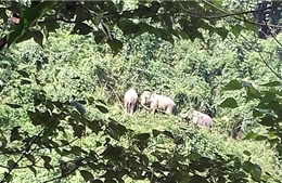 Bảo vệ đàn voi hoang dã ở tỉnh Quảng Nam