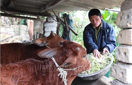 Sức sống mới trên vùng biên cương Lạng Sơn