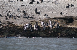 Hàng trăm chim cánh cụt chết dạt vào bờ biển Brazil