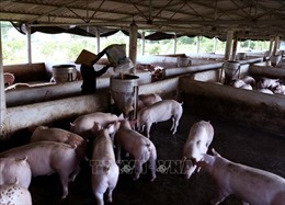 Hà Tĩnh kiểm soát vận chuyển, ngăn chặn bệnh dịch tả lợn châu Phi