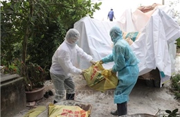 Quảng Ninh chôn huỷ khoảng 10.148 kg lợn bệnh ​