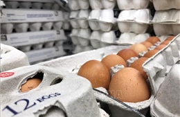 Australia tiếp tục thu hồi trứng gà do lo ngại nhiễm khuẩn salmonella