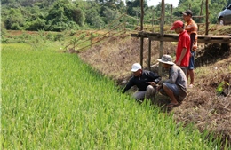 Khi đồng bào M’Nông học nghề trồng lúa nước