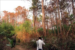 Khẩn trương điều tra vụ hàng ngàn cây thông ở Lâm Đồng bị hạ độc