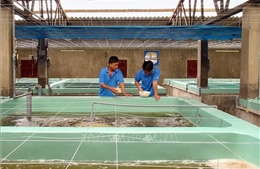 Ninh Thuận xây dựng trung tâm sản xuất tôm giống chất lượng cao
