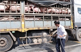 Các địa phương quyết liệt phòng, chống dịch tả lợn châu Phi