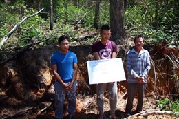 Làm rõ vụ phá rừng thông 50 năm tuổi ở Lâm Đồng 