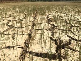 Nguy cơ thiếu hụt nguồn nước và xâm nhập mặn trong mùa khô ở Trung Bộ