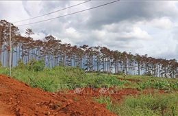 Lãnh đạo huyện, xã có rừng phải đi kiểm tra rừng ít nhất hai lần/tháng