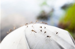 Kiểm soát &#39;dân số&#39; loài muỗi... bằng cách làm vô sinh muỗi đực