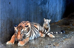 Ấn Độ nỗ lực bảo tồn loài hổ