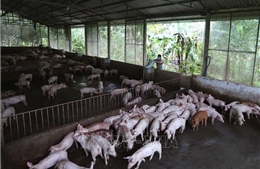 Bộ Nông nghiệp và Phát triển nông thôn khuyến cáo biện pháp chăn nuôi lợn sau dịch tả lợn châu Phi