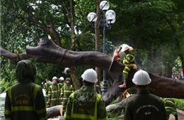 Hà Nội khẩn trương khắc phục hậu quả cây xanh bị gẫy, đổ do bão số 3