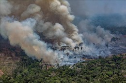 Brazil sẵn sàng tiếp nhận trợ giúp nước ngoài cứu rừng Amazon