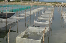 Ứng dụng công nghệ nuôi trồng hải sản bền vững - Bài 2: Lợi thế biển Việt Nam và những thách thức
