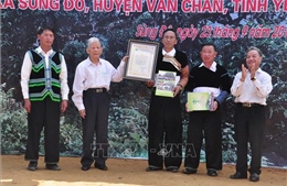 Chè Shan tuyết Giàng Pằng được công nhận quần thể Cây di sản Việt Nam