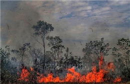 Brazil bắt giữ 63 đối tượng liên quan các vụ cháy rừng Amazon