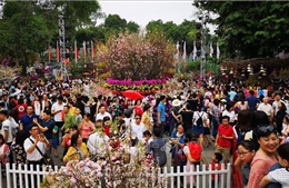 Lễ hội Hoa anh đào Nhật Bản - Hà Nội 2020 sẽ có nhiều hoạt động phong phú