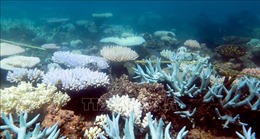 Nghiên cứu về san hô đi ngược lại giả thuyết khoa học lâu nay