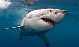 Australia: Cá mập tấn công người trên sông Swan