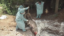 Giám sát, xử lý không để phát sinh dịch tả lợn châu Phi