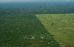 Diện tích rừng Amazon bị chặt phá lớn nhất trong 5 năm qua