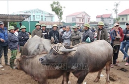 Chợ trâu bò lớn nhất Đông Nam Á giao dịch phiên cuối cùng của năm cũ