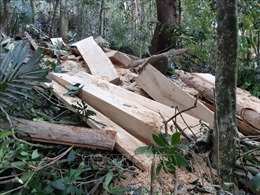 Phát hiện hàng chục cây gỗ quý hiếm bị triệt hạ tại rừng phòng hộ Chư Mố